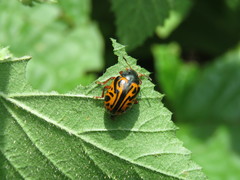 Calligrapha discrepans