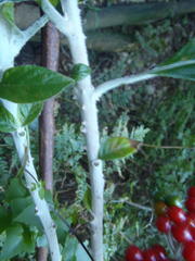 Solanum giganteum