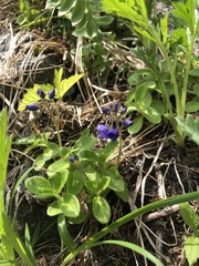 Veronica grandiflora