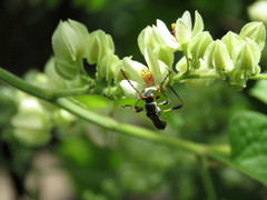 Odontocera aurocincta