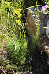 Senecio pinnatifidus
