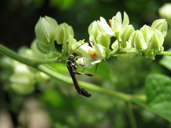 Odontocera aurocincta