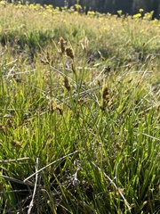 Carex athrostachya