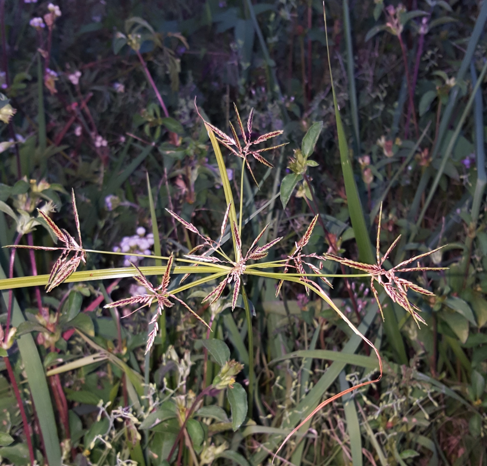 (c) François Rousseu, certains droits réservés (CC BY-NC) https://www.inaturalist.org/observations/92573688
