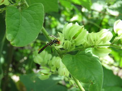 Odontocera aurocincta