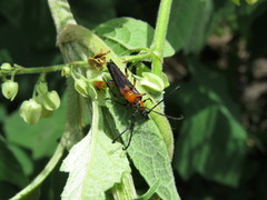 Cyphonotida rostrata