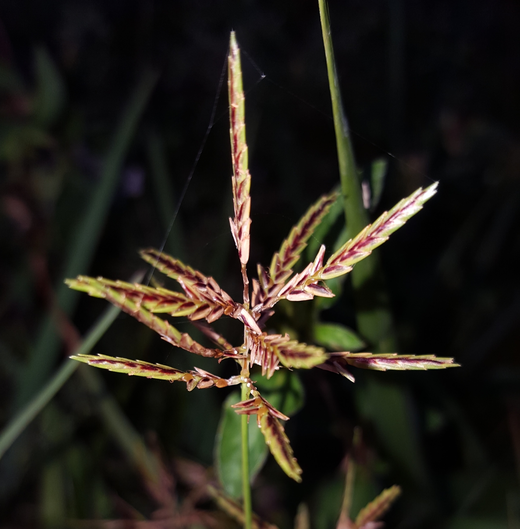 (c) François Rousseu, certains droits réservés (CC BY-NC) https://www.inaturalist.org/observations/92573688