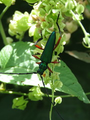 Plinthocoelium chilense