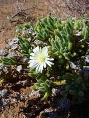 Drosanthemum framesii