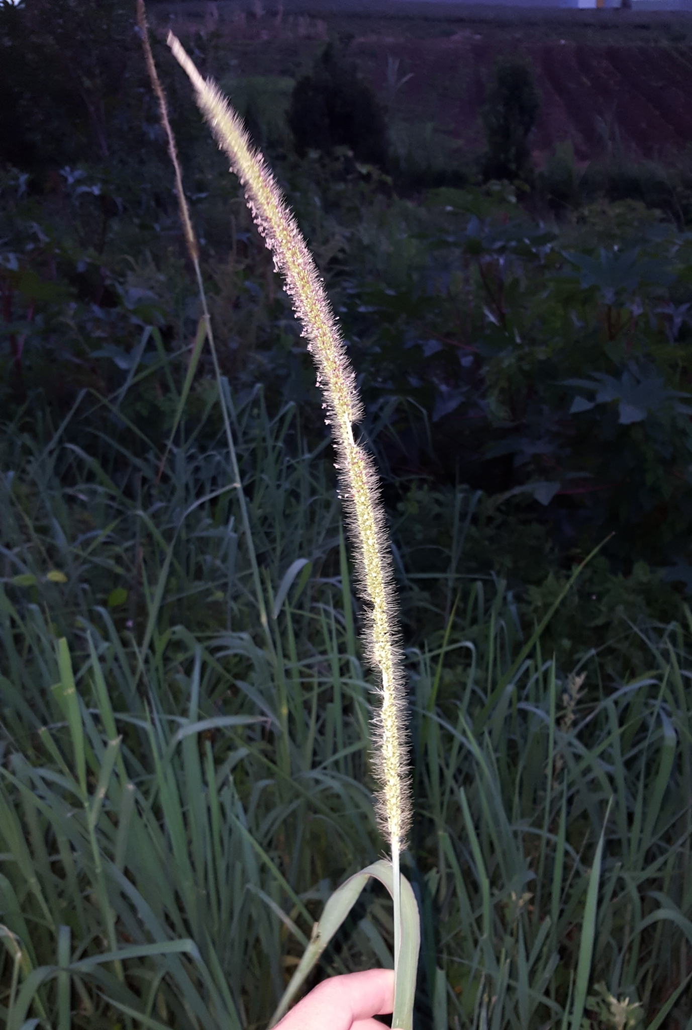 (c) François Rousseu, certains droits réservés (CC BY-NC) https://www.inaturalist.org/observations/92573878
