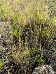 Muhlenbergia filiformis