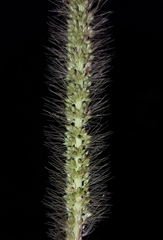 Setaria sphacelata