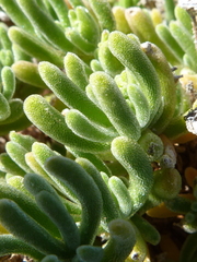 Drosanthemum framesii