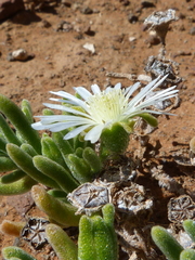 Drosanthemum framesii