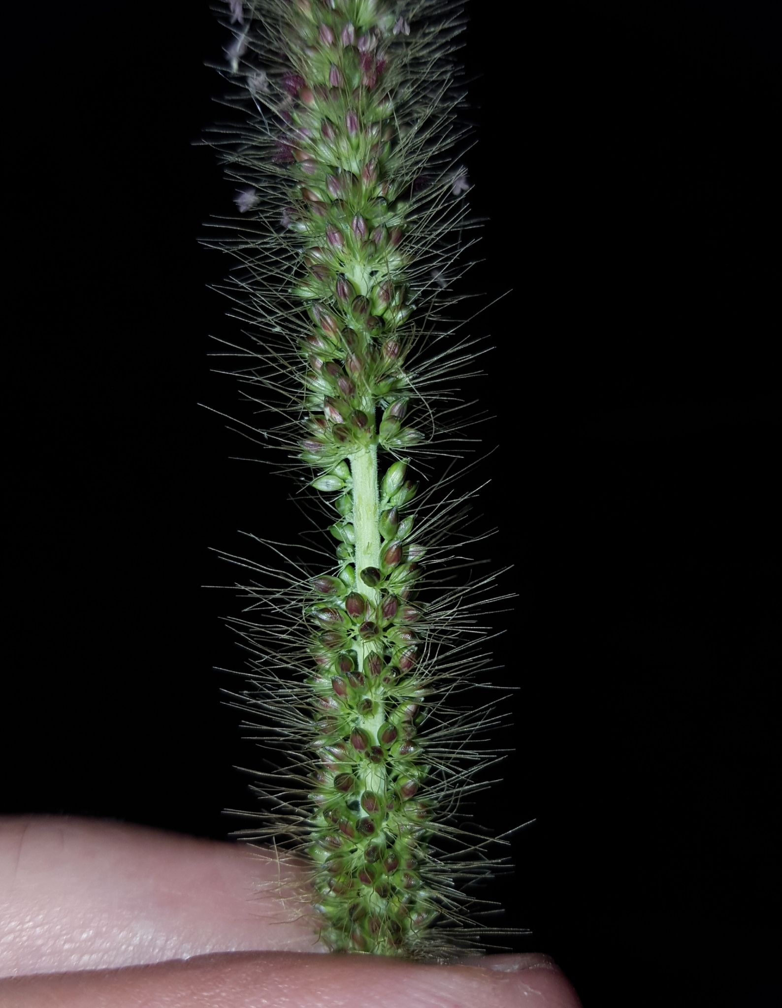 (c) François Rousseu, certains droits réservés (CC BY-NC) https://www.inaturalist.org/observations/92573878
