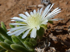 Drosanthemum framesii