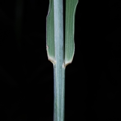 Setaria sphacelata
