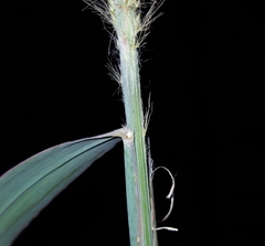 Setaria sphacelata