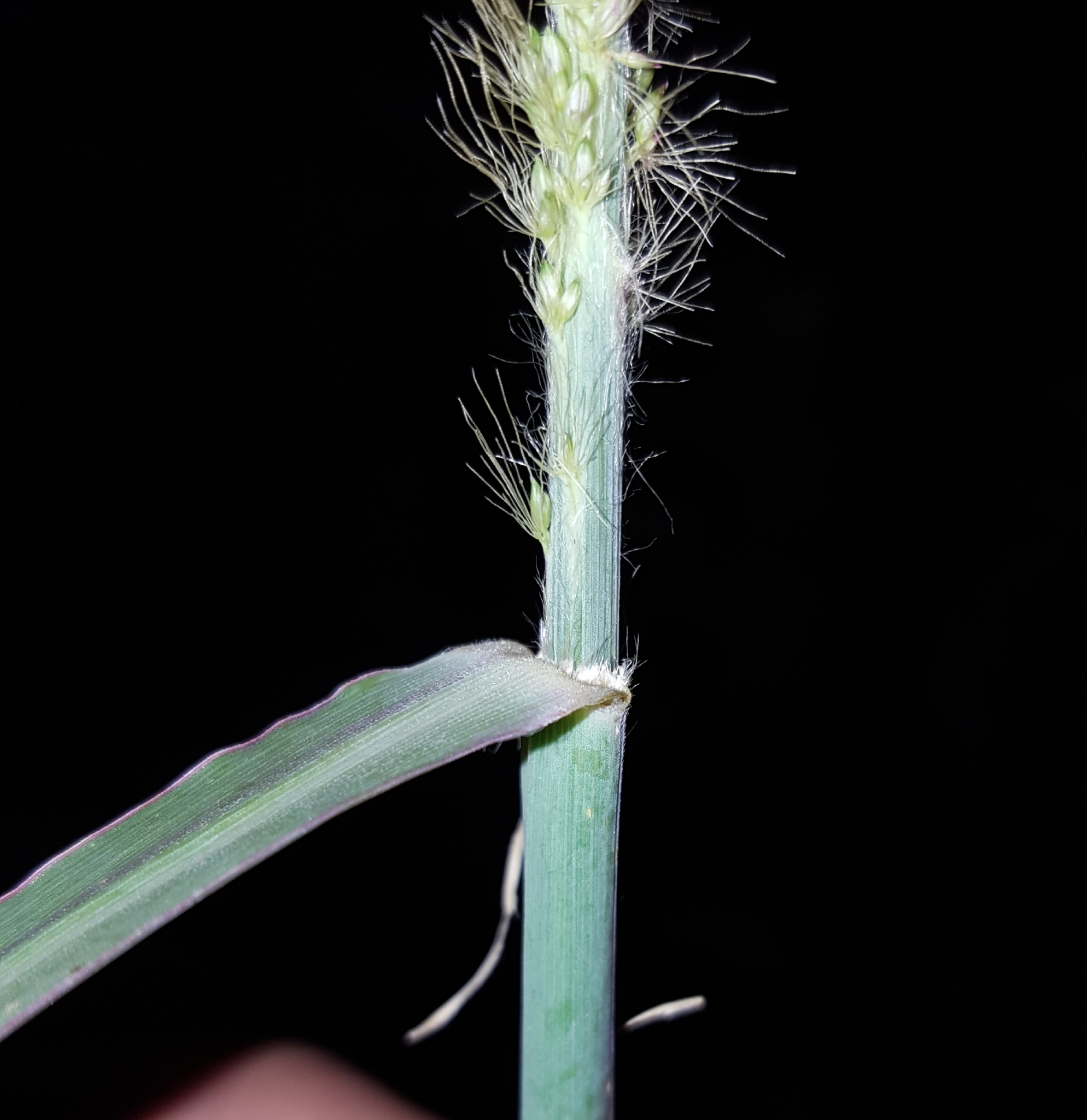 (c) François Rousseu, certains droits réservés (CC BY-NC) https://www.inaturalist.org/observations/92573878