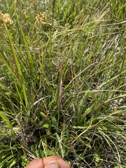 Danthonia intermedia