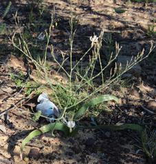 Trachyandra muricata