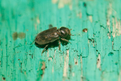 Heterocerus fenestratus