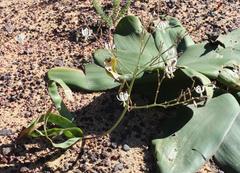 Trachyandra muricata