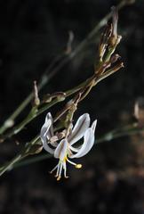 Trachyandra muricata