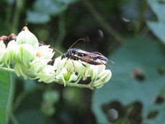 Odontocera aurocincta