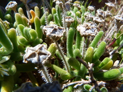 Drosanthemum framesii