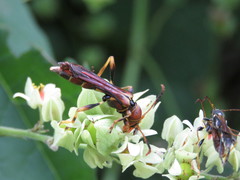 Odontocera aurocincta