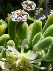 Drosanthemum framesii