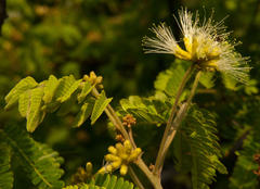 Albizia forbesii