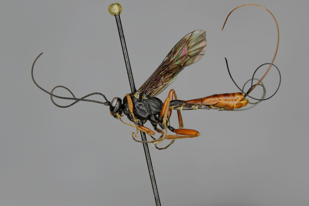 Lissonota clypeator