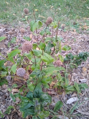 Monarda bradburiana