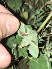 Proserpinus terlooii