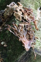 Pleurotus citrinopileatus