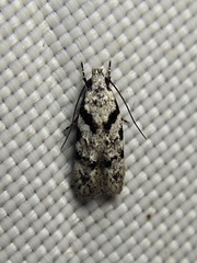 Pseudotelphusa palliderosacella