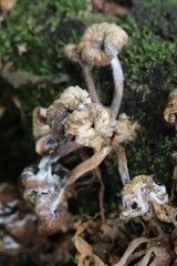 Pleurotus citrinopileatus