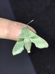 Proserpinus terlooii