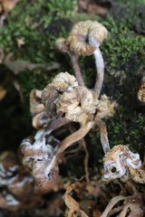 Pleurotus citrinopileatus