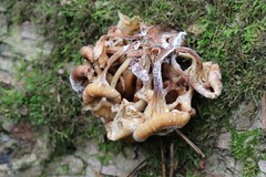 Pleurotus citrinopileatus