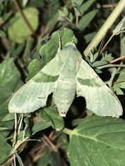 Proserpinus terlooii