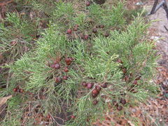 Juniperus turbinata