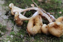Pleurotus citrinopileatus