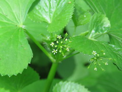 Spananthe paniculata
