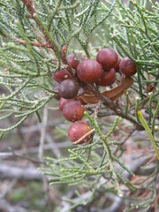 Juniperus turbinata