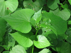 Spananthe paniculata