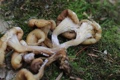 Pleurotus citrinopileatus