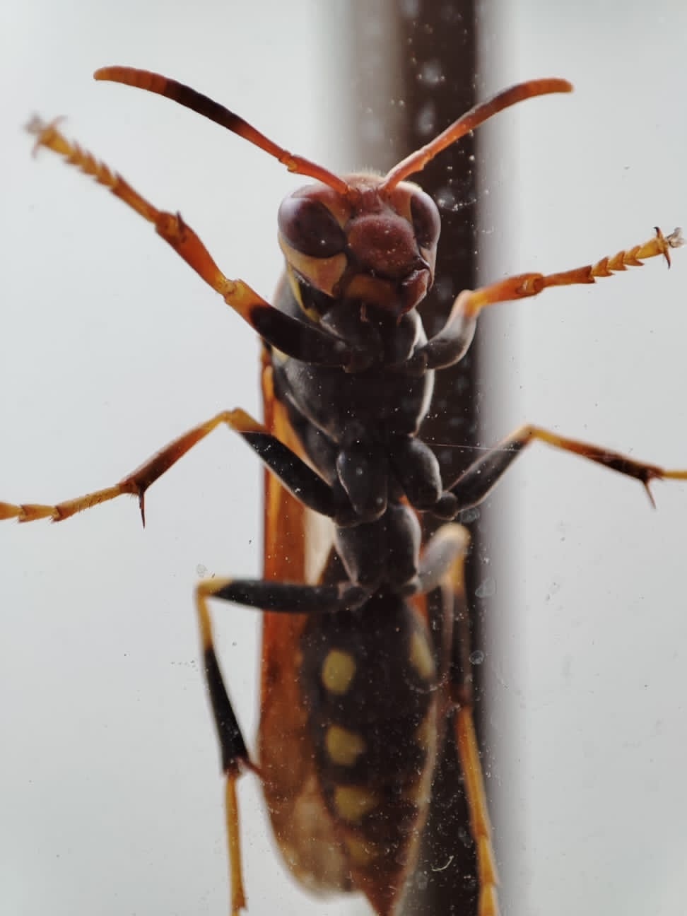 Eumenidae image